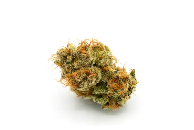 Cactus Breath Flower