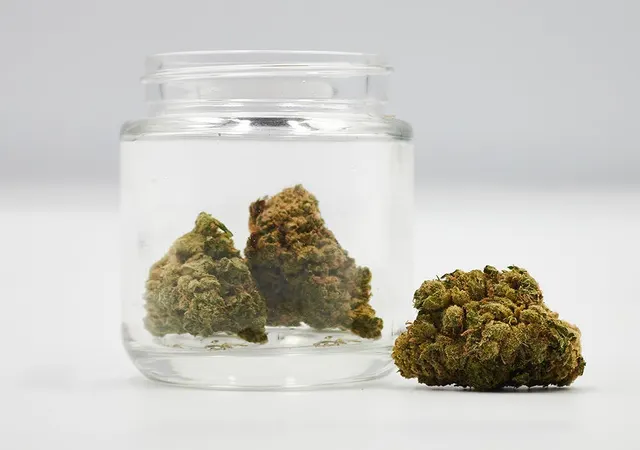 Diplomat | Flower 1g - Dirty Bird (H)