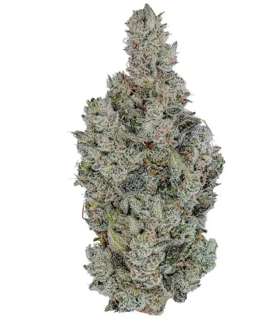 Fig Farms | Holy Cow! | Big Buds