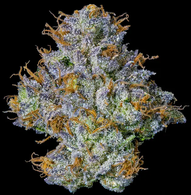 Fig Farms | Rapper Weed | Big Buds