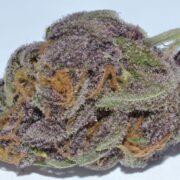 HempZen Enterprises logo