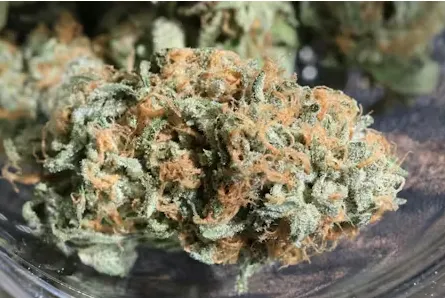 Zkittlez OG - $30 3.5g Bag